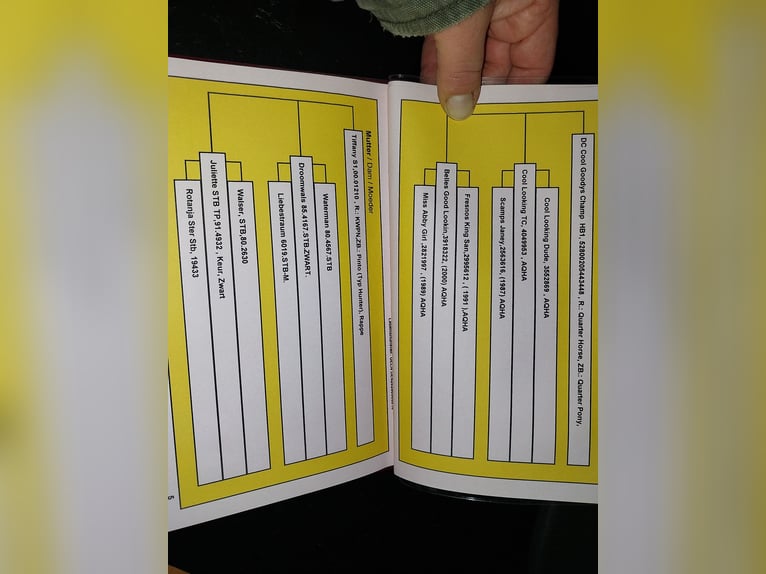 American Quarter Horse Mix Mare 10 years 15.2 hh Champagne in Calden