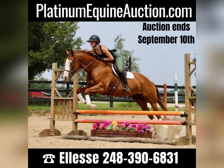 American Quarter Horse Mare 10 years 15,2 hh Chestnut in Highland, MI