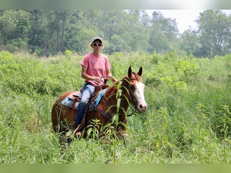 American Quarter Horse Mare 10 years 15,2 hh Chestnut in Highland, MI