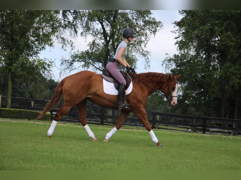 American Quarter Horse Mare 10 years 15,2 hh Chestnut in Highland, MI