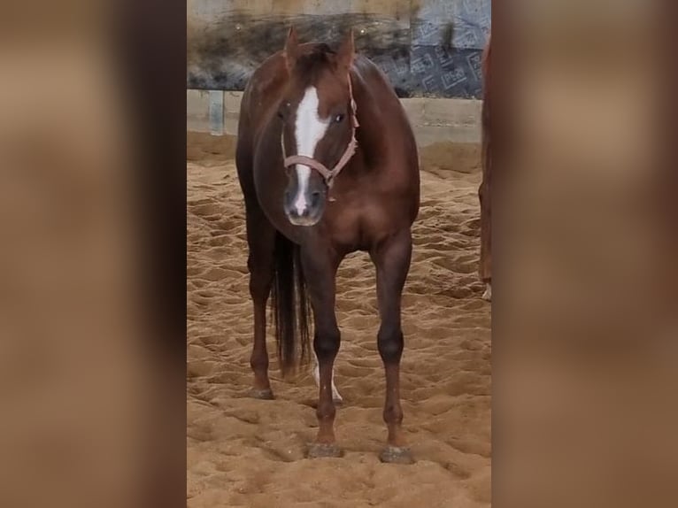 American Quarter Horse Mare 10 years 15,2 hh Chestnut in Langenau