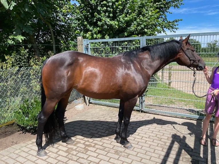 American Quarter Horse Mare 10 years 15 hh Bay-Dark in Rhede