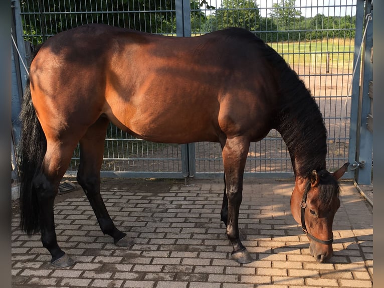 American Quarter Horse Mare 10 years 15 hh Bay-Dark in Rhede