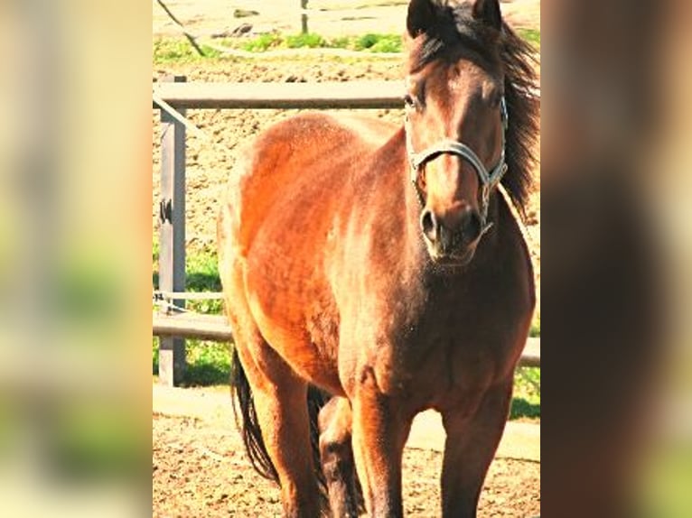 American Quarter Horse Mare 10 years 15 hh Brown in Sonnefeld
