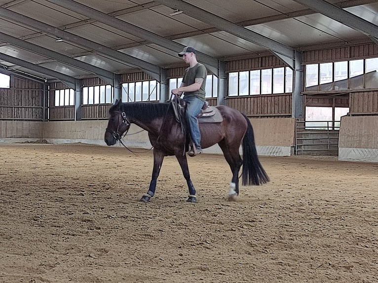 American Quarter Horse Mare 10 years 15 hh Brown in Sonnefeld