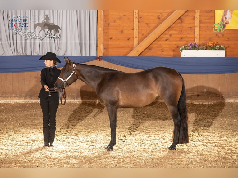 American Quarter Horse Mare 10 years 15 hh Brown in Gaggenau