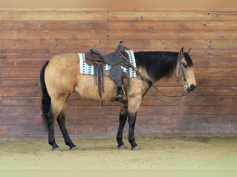 American Quarter Horse Mare 10 years 15 hh Buckskin in Clarion