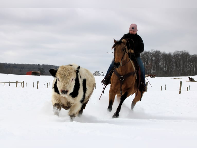 American Quarter Horse Mare 10 years 15 hh Buckskin in Clarion