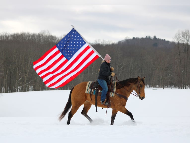 American Quarter Horse Mare 10 years 15 hh Buckskin in Clarion