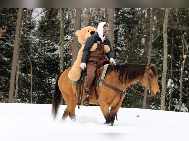 American Quarter Horse Mare 10 years 15 hh Buckskin in Clarion