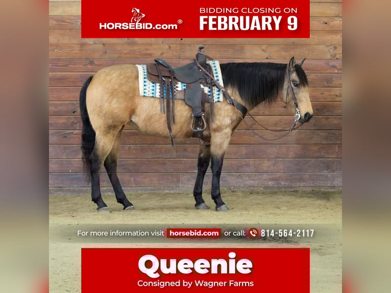 American Quarter Horse Mare 10 years 15 hh Buckskin in Clarion