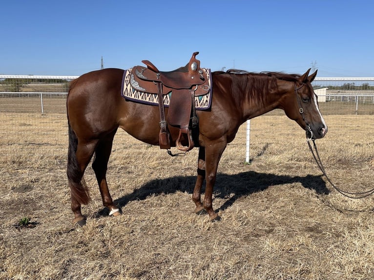 American Quarter Horse Mare 10 years 15 hh Chestnut in Burleson