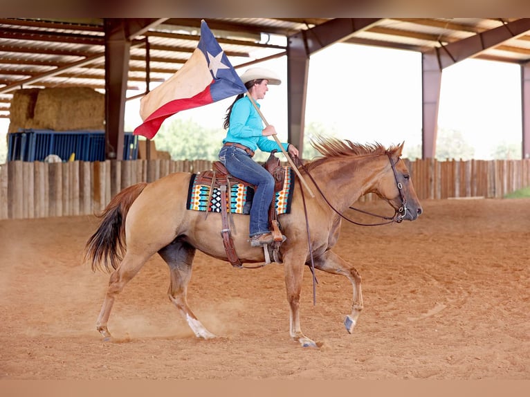 American Quarter Horse Mare 10 years 15 hh Dun in Adair OK