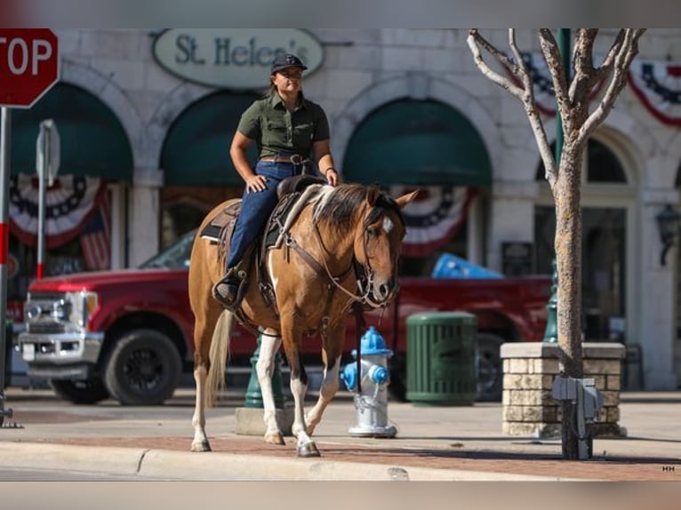 American Quarter Horse Mare 10 years 15 hh Dun in Granbury TX