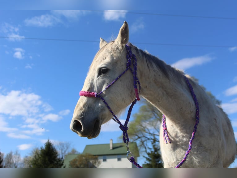 American Quarter Horse Mix Mare 10 years 15 hh Gray-Fleabitten in Gillett