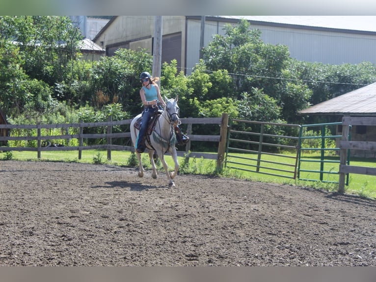 American Quarter Horse Mix Mare 10 years 15 hh Gray-Fleabitten in Gillett