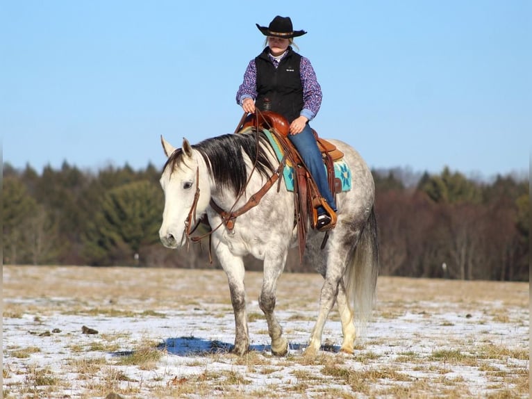American Quarter Horse Mare 10 years 15 hh Gray in Brookville, PA