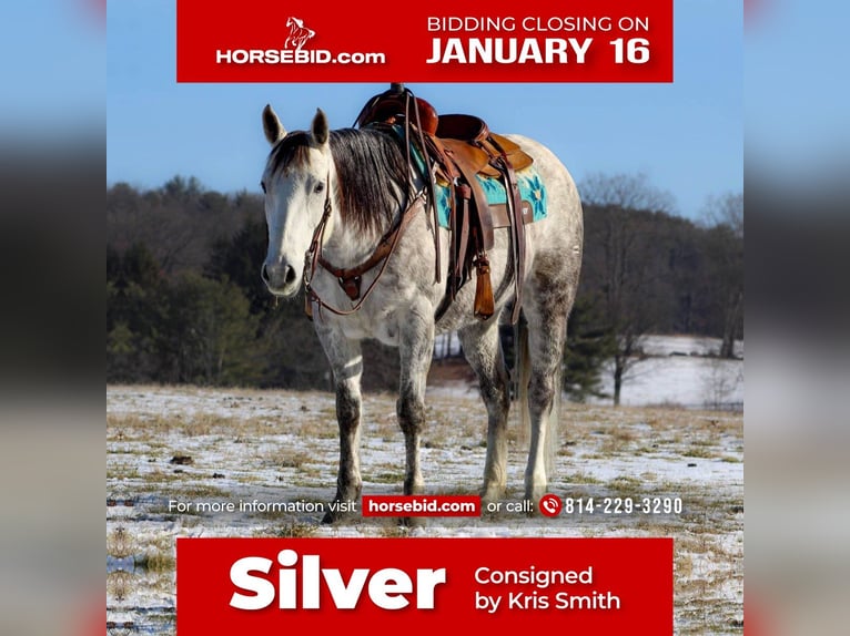 American Quarter Horse Mare 10 years 15 hh Gray in Brookville, PA