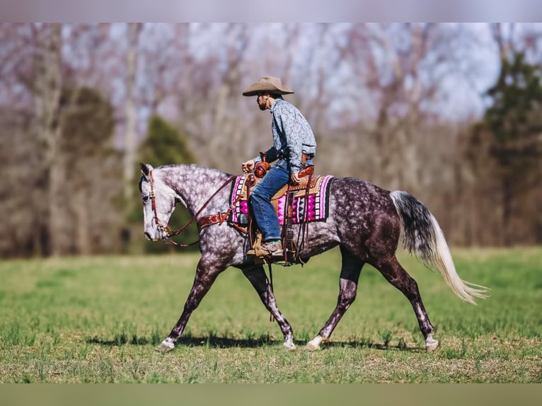 American Quarter Horse Mare 10 years 15 hh Gray in Lyles
