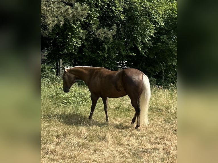 American Quarter Horse Mare 10 years 15 hh Palomino in Haan