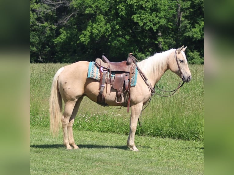 American Quarter Horse Mare 10 years 15 hh Palomino in Charleston