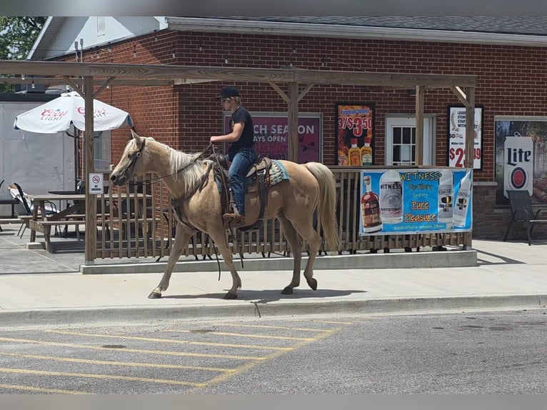 American Quarter Horse Mare 10 years 15 hh Palomino in Charleston