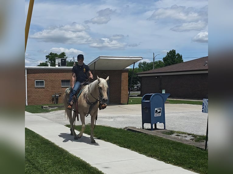 American Quarter Horse Mare 10 years 15 hh Palomino in Charleston