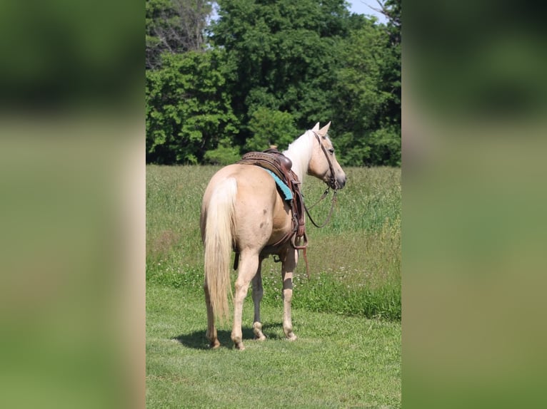 American Quarter Horse Mare 10 years 15 hh Palomino in Charleston