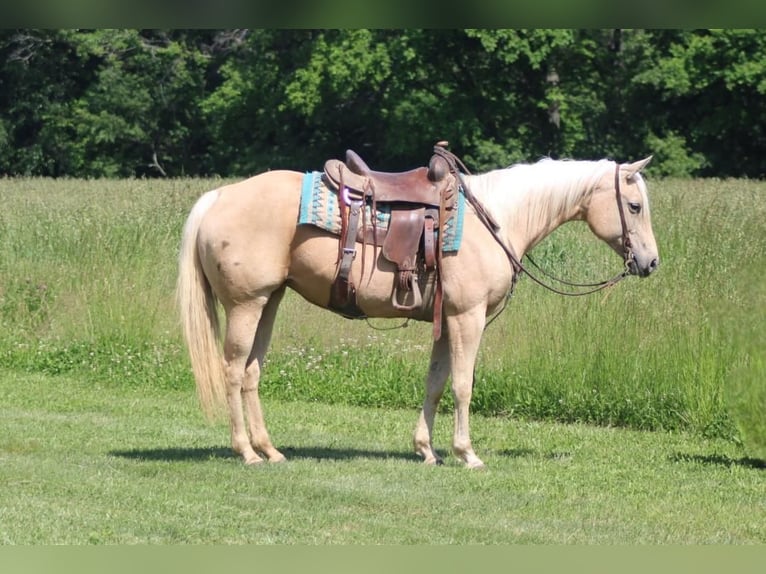 American Quarter Horse Mare 10 years 15 hh Palomino in Charleston
