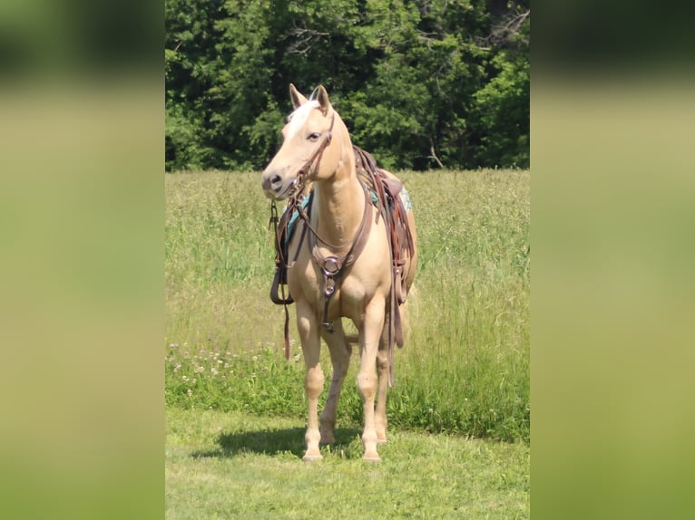 American Quarter Horse Mare 10 years 15 hh Palomino in Charleston