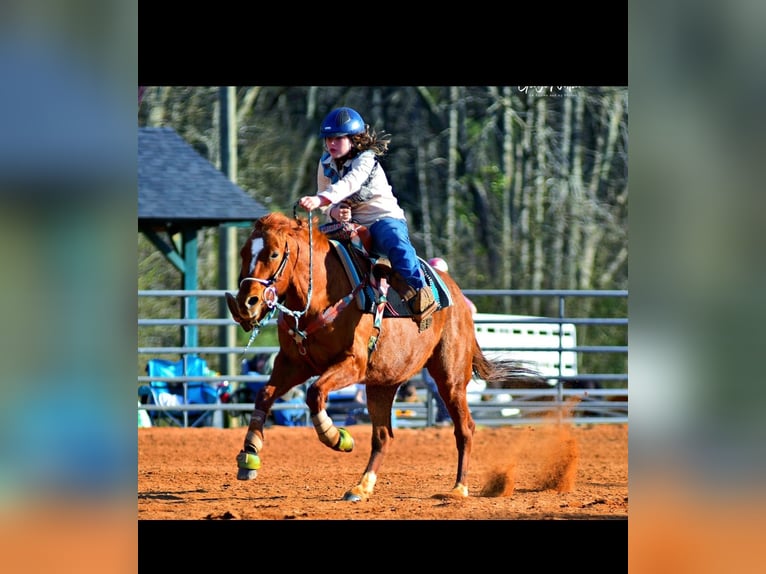 American Quarter Horse Mare 10 years 15 hh Roan-Red in Macon