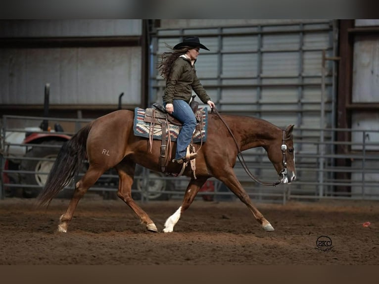 American Quarter Horse Mare 10 years 15 hh Sorrel in Canyon