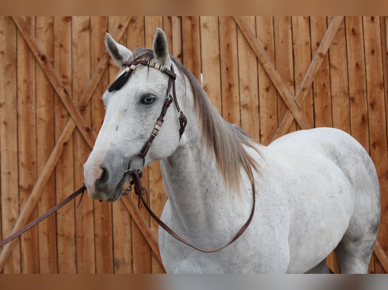 American Quarter Horse Mare 10 years 15,1 hh Grey-Dapple in Fort Collins