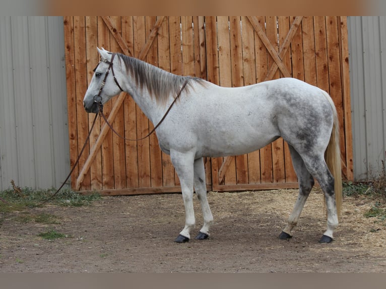 American Quarter Horse Mare 10 years 15,1 hh Grey-Dapple in Fort Collins