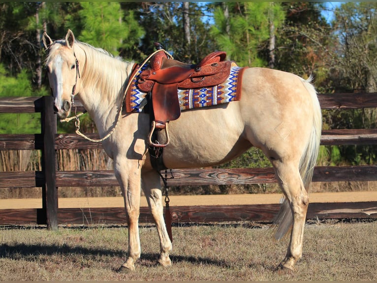 American Quarter Horse Mare 10 years 15,1 hh Palomino in Vidalia