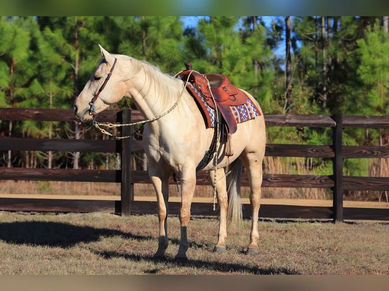 American Quarter Horse Mare 10 years 15,1 hh Palomino in Vidalia