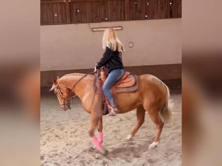 American Quarter Horse Mare 10 years 15,1 hh Palomino in Wasserburg am Inn