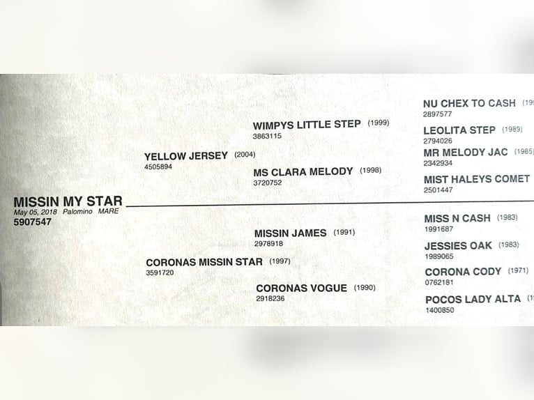 American Quarter Horse Mare 10 years 15,1 hh Palomino in Wasserburg am Inn