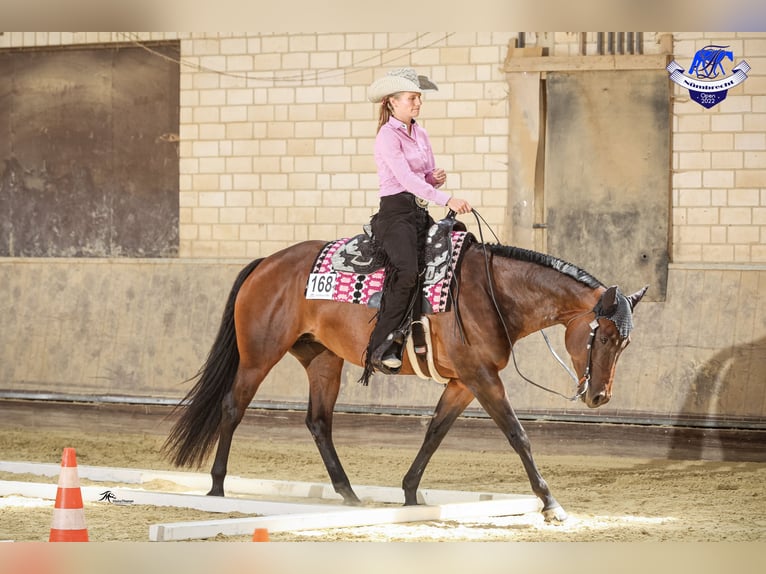 American Quarter Horse Mare 10 years 15,1 hh Smoky-Black in Burscheid