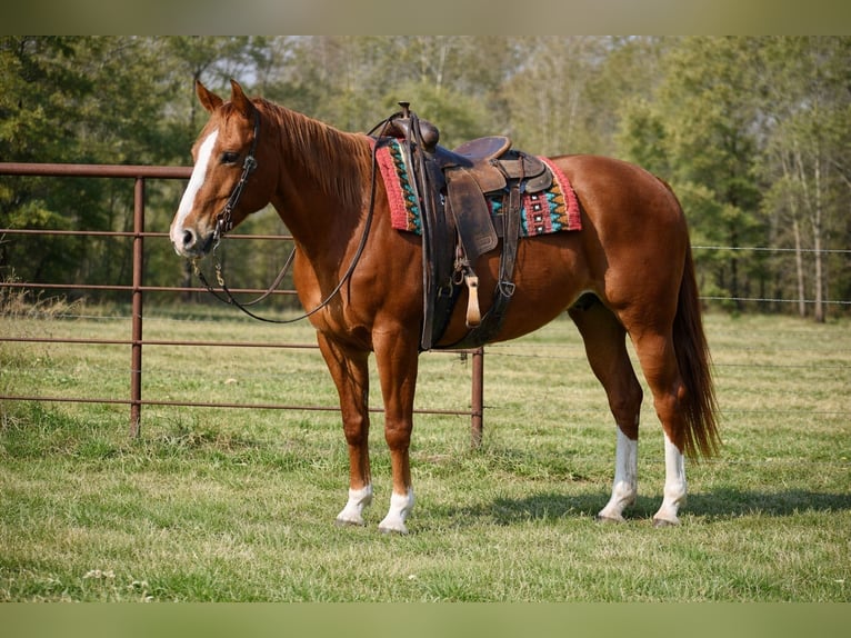 American Quarter Horse Mare 10 years 15,1 hh Sorrel in Sulphur Springs