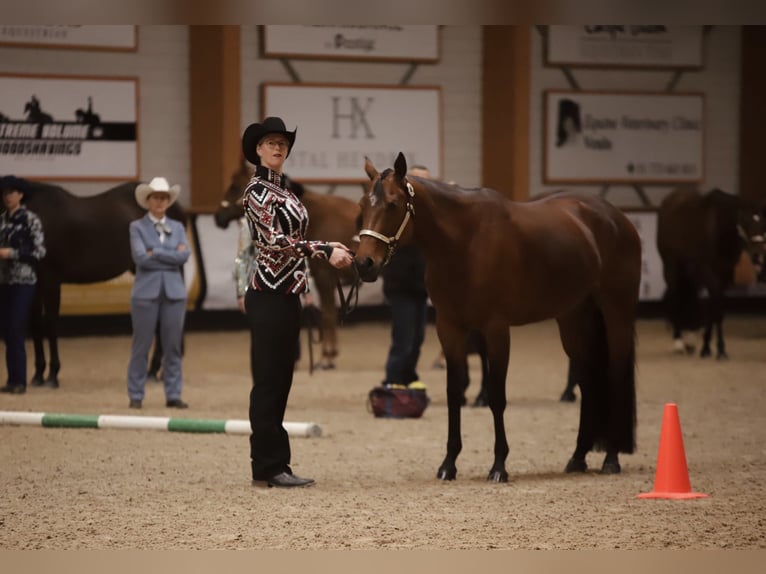 American Quarter Horse Mare 10 years 15,2 hh Brown in Willich