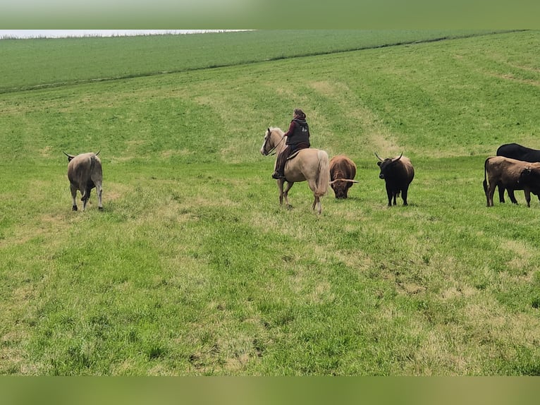 American Quarter Horse Mix Mare 10 years 15,2 hh Champagne in Calden