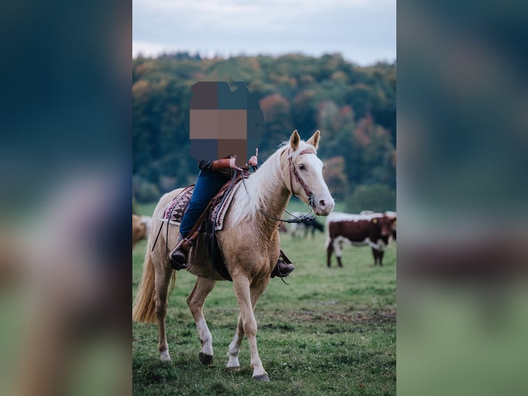 American Quarter Horse Mix Mare 10 years 15,2 hh Champagne in Calden