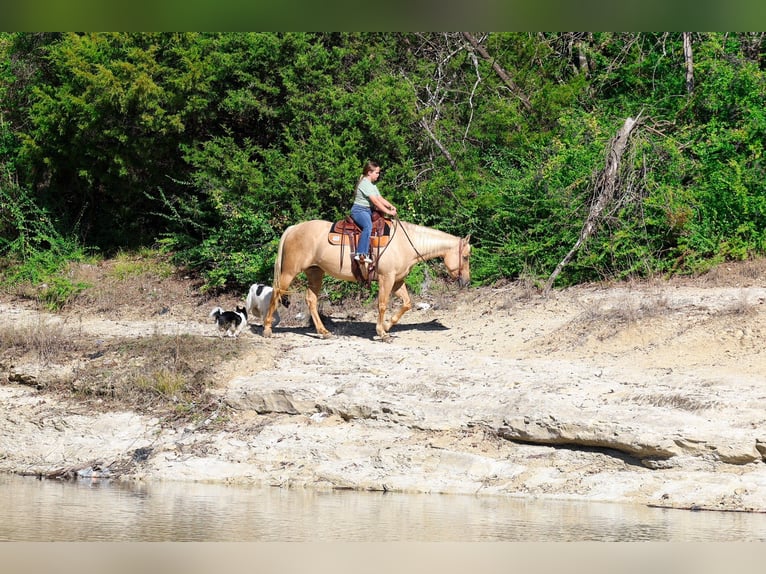 American Quarter Horse Mare 10 years 15,2 hh Palomino in Forney