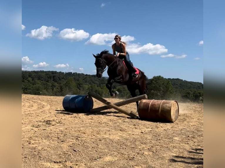 American Quarter Horse Mare 10 years 16,1 hh Bay in Liverpool, PA