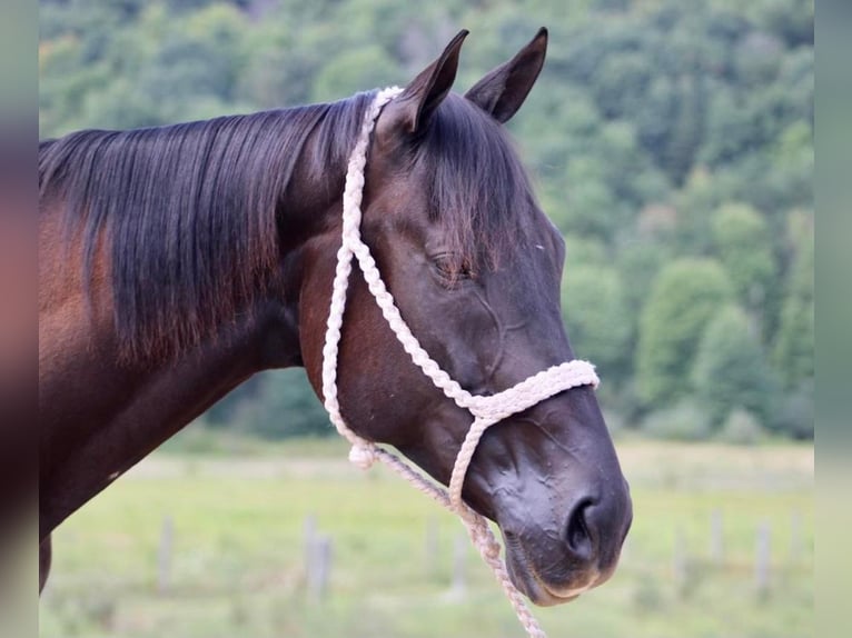 American Quarter Horse Mare 10 years 16,1 hh Bay in Liverpool, PA