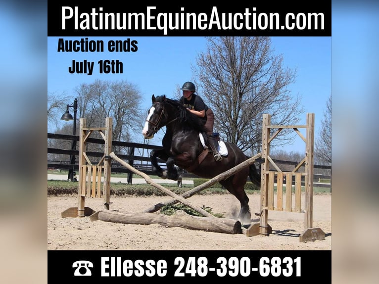 American Quarter Horse Mare 10 years 16,2 hh Black in Highland MI