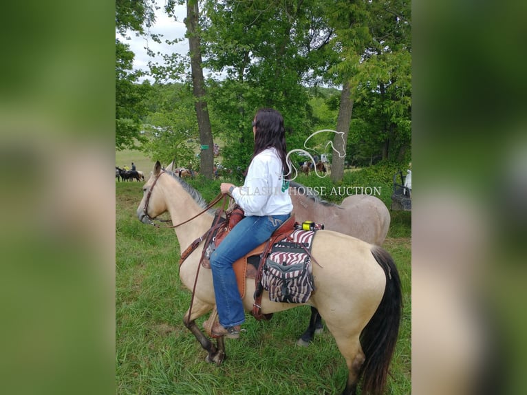 American Quarter Horse Mare 10 years 16 hh Buckskin in Morrilton, AR