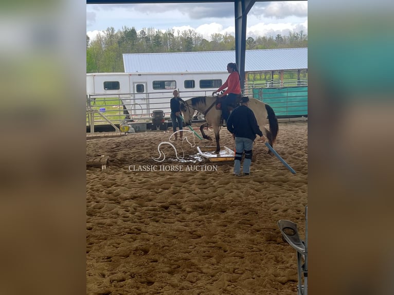 American Quarter Horse Mare 10 years 16 hh Buckskin in Morrilton, AR