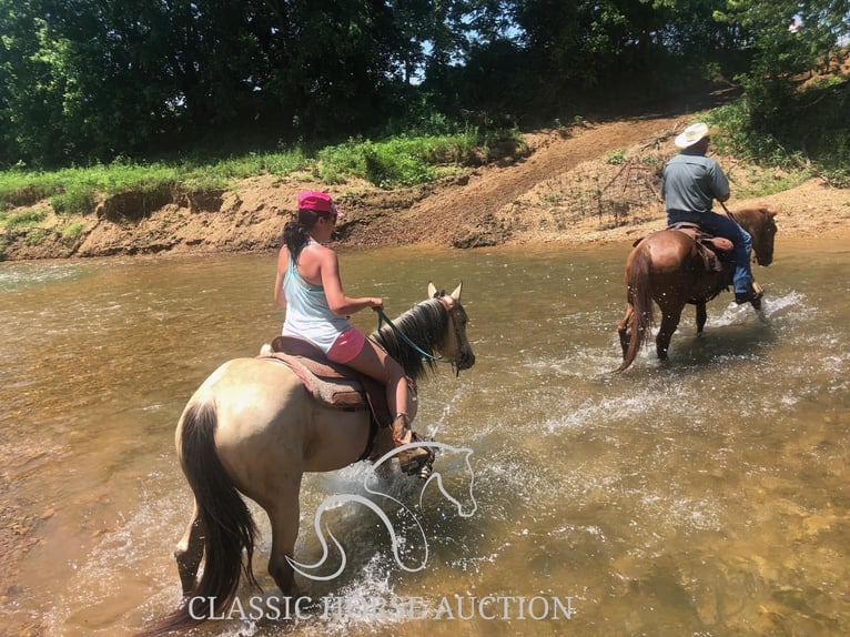 American Quarter Horse Mare 10 years 16 hh Buckskin in Morrilton, AR